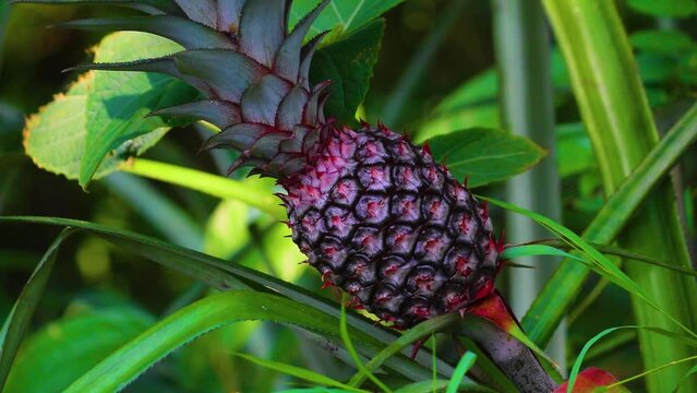 Close-up of a small pineapple growing on a plant