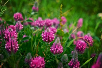 flowers in the garden