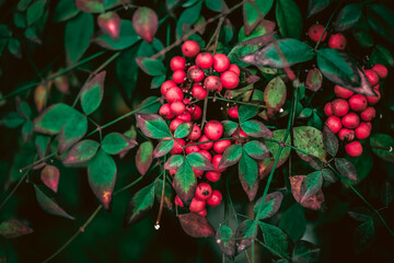 red fruits on a branch