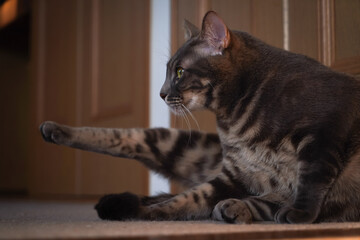 毛づくろいする猫