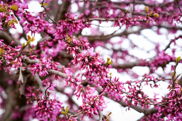 pink blossom