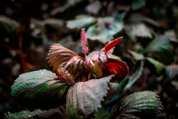 Obraz premium red leaves