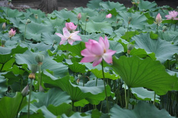 Photo of a reflecting lotus flower on the background of lotus leaves in a park of china, a pink flower and green lotus fields