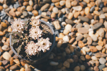 blooming cactus pot in garden