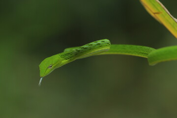 shoot snake / Asian vine snake / green snake / charming green snake