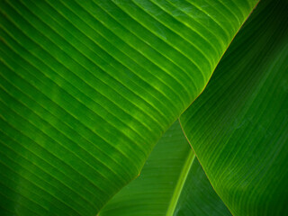 Banana leaf background. Abstract background. natural background