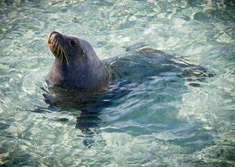 Sammy the Sea Lion. Wild Sea Lion which comes ashore every day in Esperance, Western Australia.