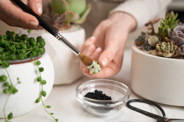 Woman brushing freshly cutted Echeveria Succulent house plant with a charcoal powder