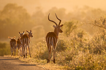 An Impala ram moves his herd along the road into the morning sun