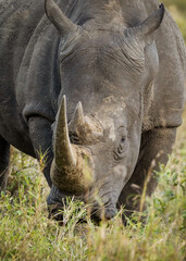 Obraz premium A white rhino eating grass in a protected game reserve