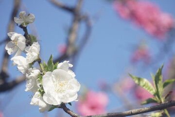 桃の花