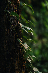 Plant and Flower