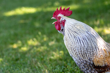 Portrait of a rooster with black and white feathers that crows