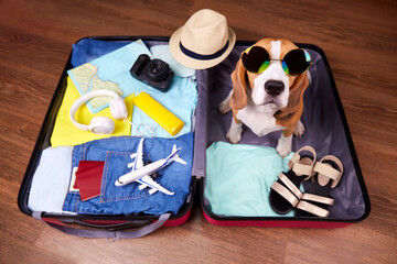 A beagle dog wearing sunglasses in an open suitcase with things and accessories for a vacation....