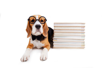 A beagle dog in a bow tie and round glasses lies on a white isolated background near a stack of books. The concept of education, return to school. 