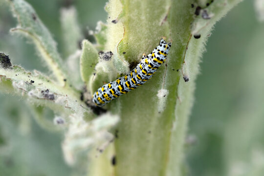 Close up image of mullein caterpillar. Cucullia verbasci