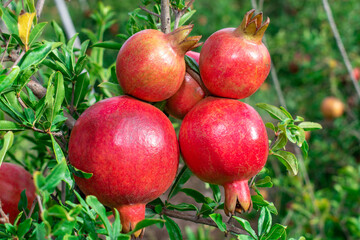 Ripe pomegranate fruits on a pomegranate tree in a garden. Ripe pomegranate fruits hanging on a tree branch in the garden.