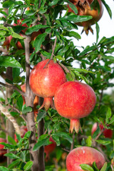 Ripe pomegranate fruits on a pomegranate tree in a garden. Ripe pomegranate fruits hanging on a tree branch in the garden.