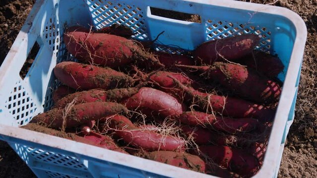 さつまいもの収穫 とみつ金時 福井県 あわら市