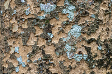 Wood texture background. trunk detail texture background. Bark tree texture wallpaper. Abstract background.