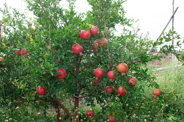 Ripe pomegranate fruits on a pomegranate tree in a garden. Ripe pomegranate fruits hanging on a tree branch in the garden.