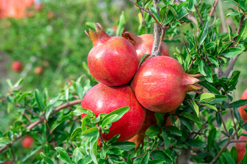 Ripe pomegranate fruits on a pomegranate tree in a garden. Ripe pomegranate fruits hanging on a tree branch in the garden.