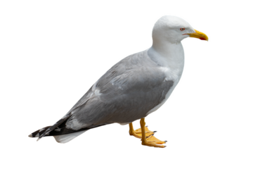 typical seagull waiting for something isolated on transparent background