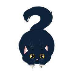 Cute playful dark cat on a transparent background