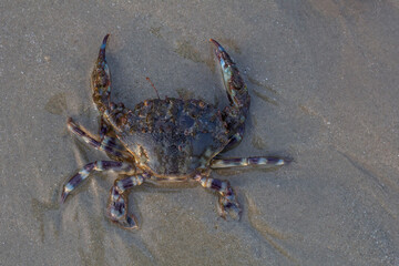 Scylla serrata or Serrated Mud Crab on the sand beach.