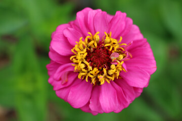 Pink Zinnia plant in bloom in the flowerbed on summer