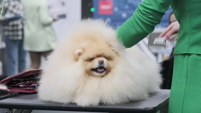 In an animal care salon, a groomer combs a pomeranian dog with a comb. 4K, UHD. Spitz dog