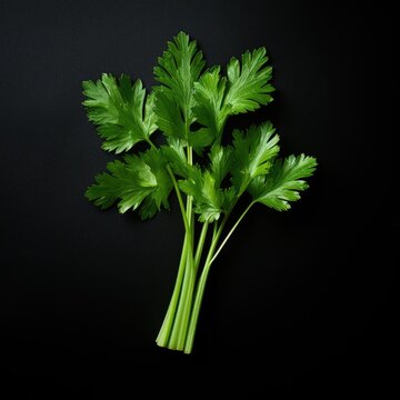 photo of an celery in black background