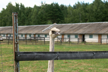 Fototapeta na wymiar The head of an ostrich among the boards of a wooden fence. Close-up.
