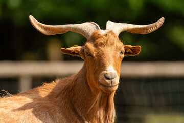 Spanish Goat posing

