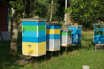 Multi-colored bee hives. Stand in rows in a village garden.