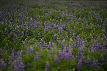 lavender field in region