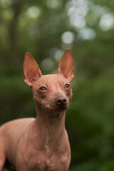portrait of Hairless dog in the green. American Hairless Terrier outdoor, in nature. 