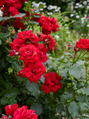 Red roses bloom in the summer in the country garden