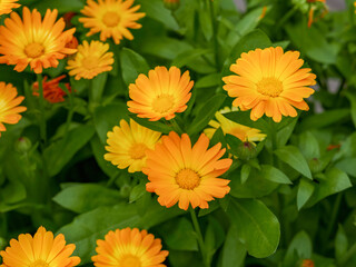 This is a photograph of a beautiful flower garden. The garden is filled with various types and colors of flowers that are in full bloom. Some of the flowers are pink, yellow, purple.