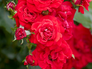 Red roses bloom in the summer in the country garden