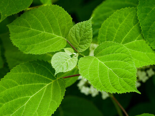 Obraz premium green leaf background close-up macro