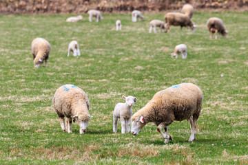 北海道恵庭市、牧草地にたたずむ羊の親子【4月】