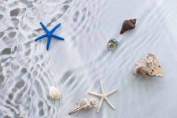 Collage of seashells and starfish isolated