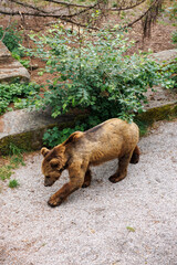 European Brown bear (Ursus arctos arctos) in front of the oldtown of Bern