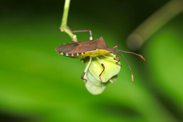 Yellow belly, colorful face of Kibarahelicamemushi Bug (Macro lens, strobe + natural light, green...