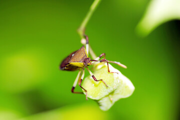 Yellow belly, colorful face of Kibarahelicamemushi Bug (Macro lens, strobe + natural light, green background photography)