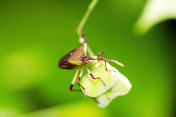 Yellow belly, colorful face of Kibarahelicamemushi Bug (Macro lens, strobe + natural light, green...