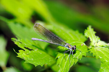 	葉の上で羽を休めるニホンカワトンボの雌（マクロレンズ使用・自然光・接写写真）