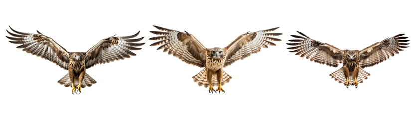Fototapeta premium hawk flying. generated ai