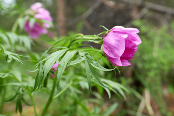 Paeonia officinalis is a species of flowering plant in the peony family.